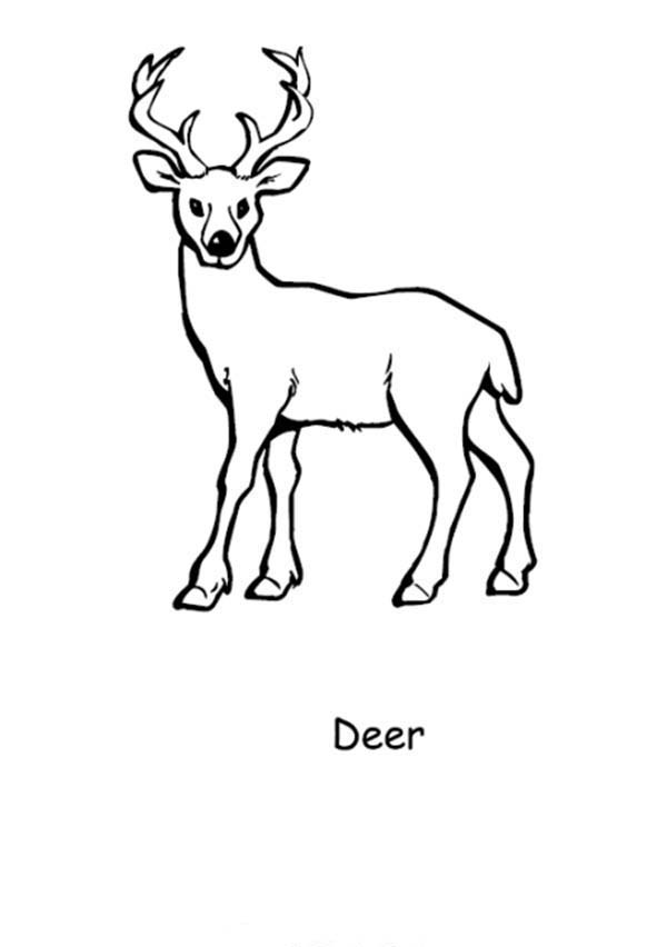 195+ Coloring Page of a Deer Printable 18