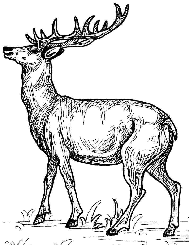 195+ Coloring Page of a Deer Printable 182