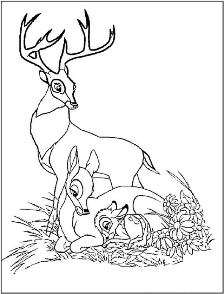 195+ Coloring Page of a Deer Printable 184