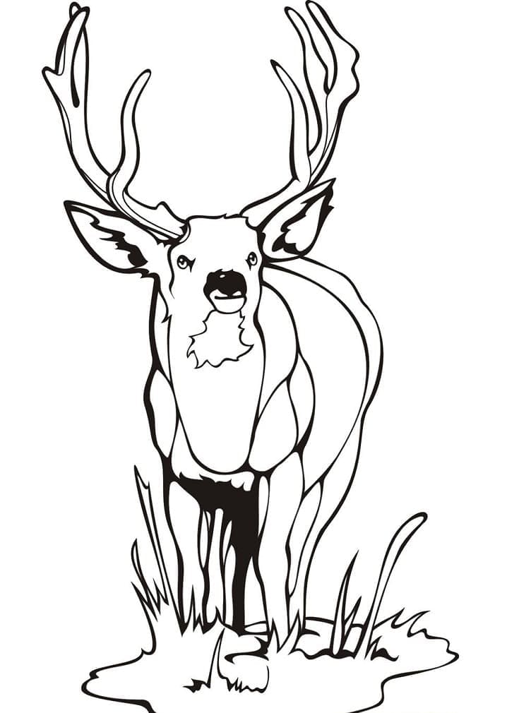 195+ Coloring Page of a Deer Printable 19