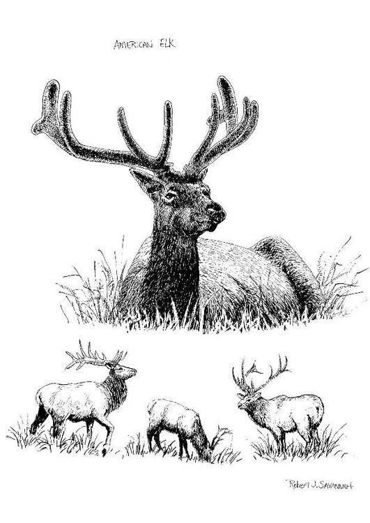 195+ Coloring Page of a Deer Printable 2