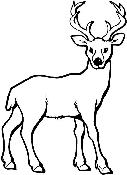 195+ Coloring Page of a Deer Printable 6