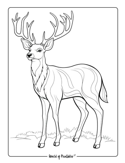 195+ Coloring Page of a Deer Printable 65