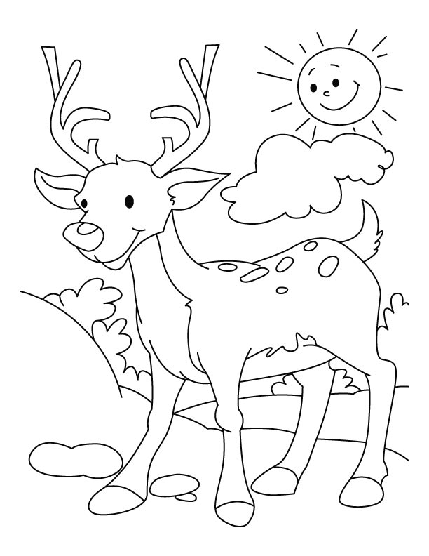 195+ Coloring Page of a Deer Printable 67