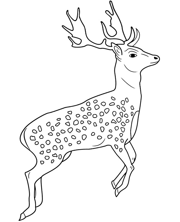 195+ Coloring Page of a Deer Printable 68