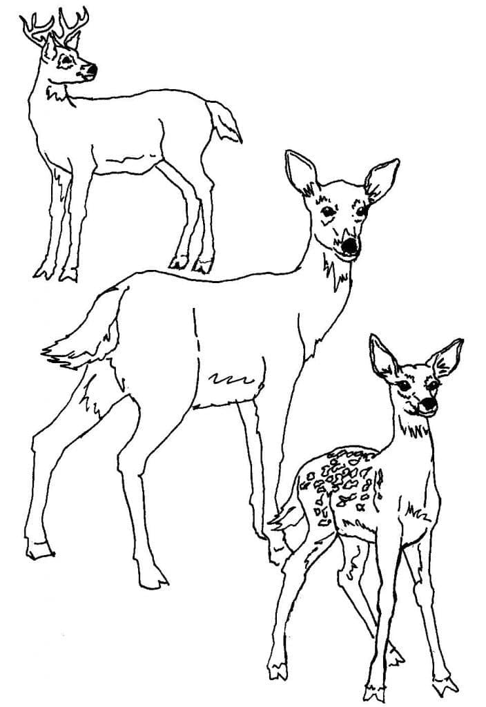 195+ Coloring Page of a Deer Printable 80