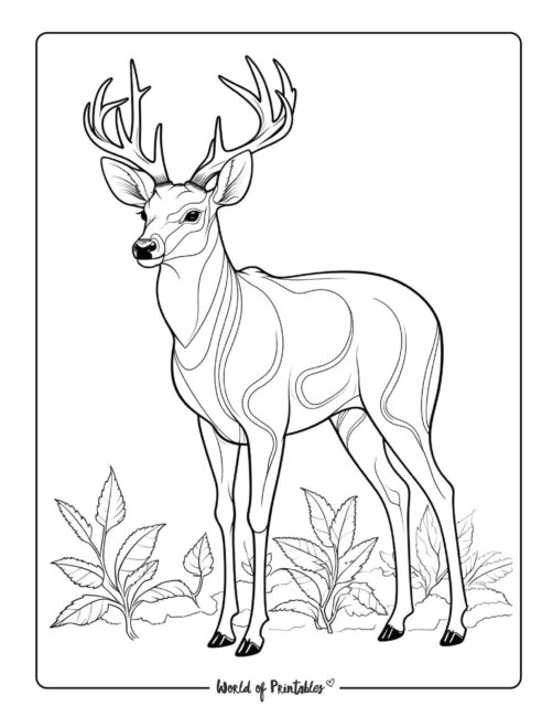 195+ Coloring Page of a Deer Printable 87