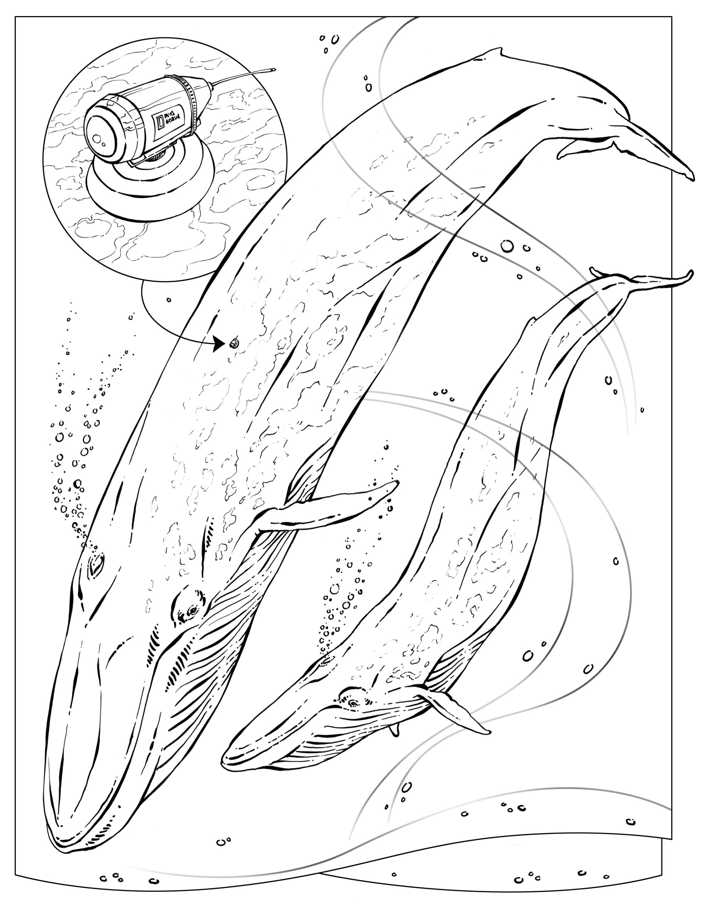 60+ Whale Coloring Pages 19