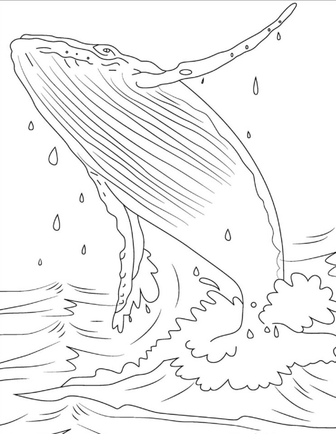 60+ Whale Coloring Pages 20