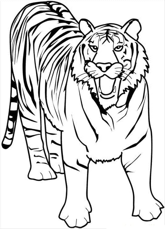 101 Tiger Coloring Pages for Kids Printable 18