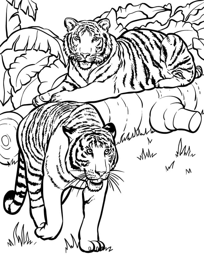 101 Tiger Coloring Pages for Kids Printable 28