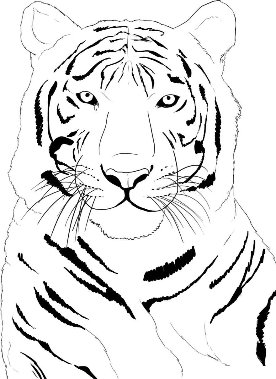 101 Tiger Coloring Pages for Kids Printable 35