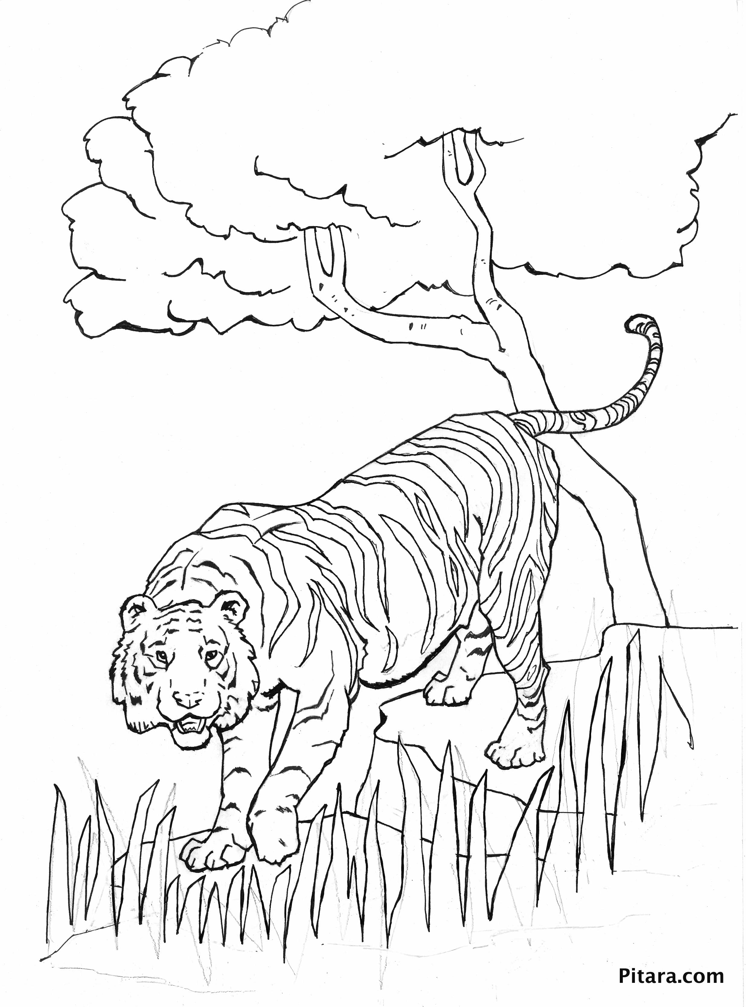 101 Tiger Coloring Pages for Kids Printable 52