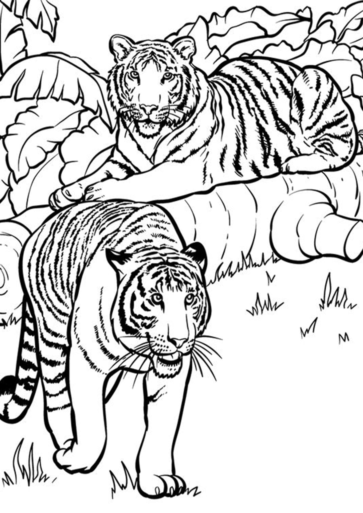 101 Tiger Coloring Pages for Kids Printable 66