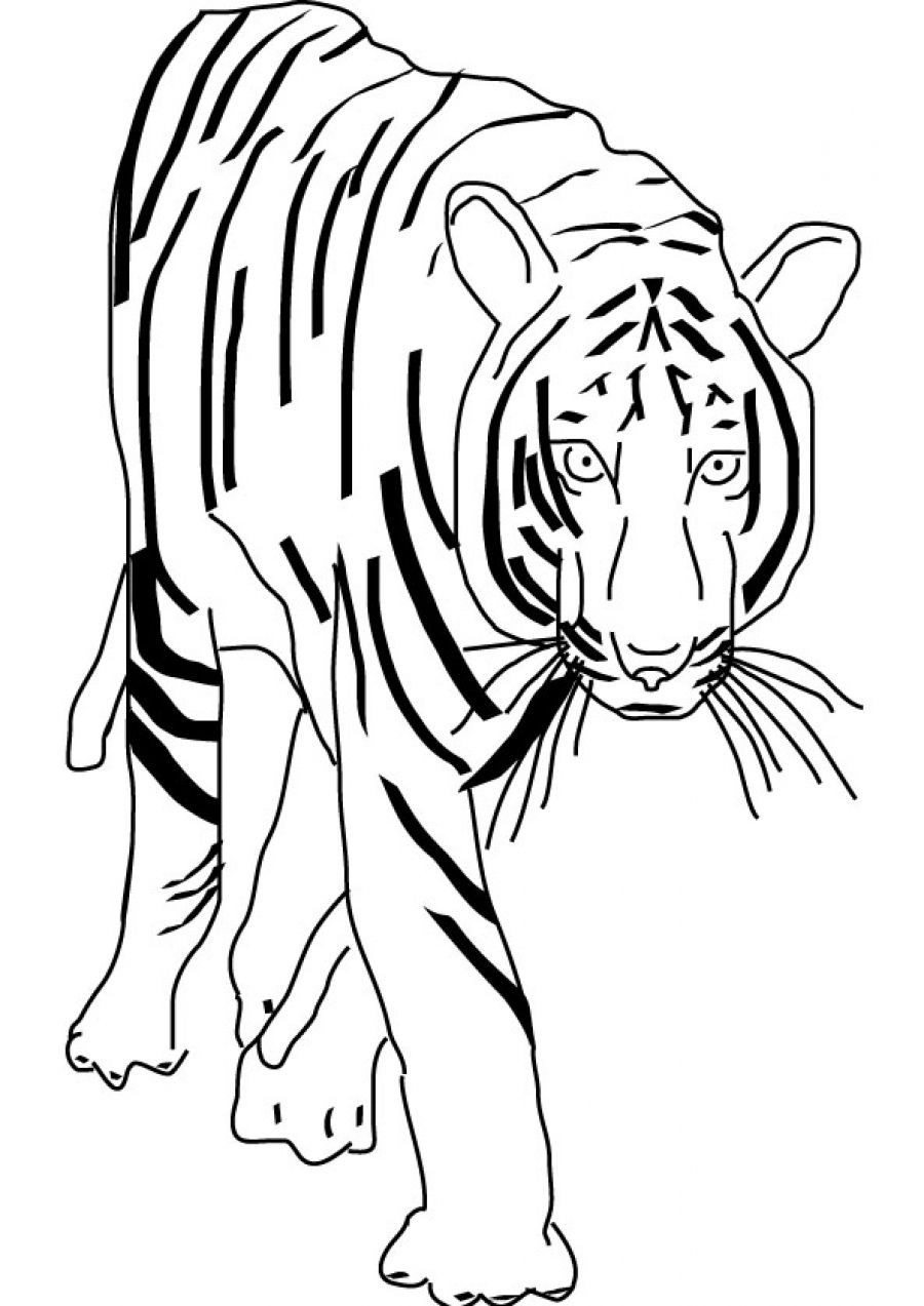 101 Tiger Coloring Pages for Kids Printable 87