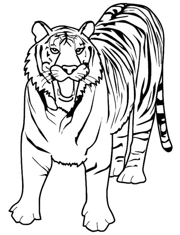 101 Tiger Coloring Pages for Kids Printable 9