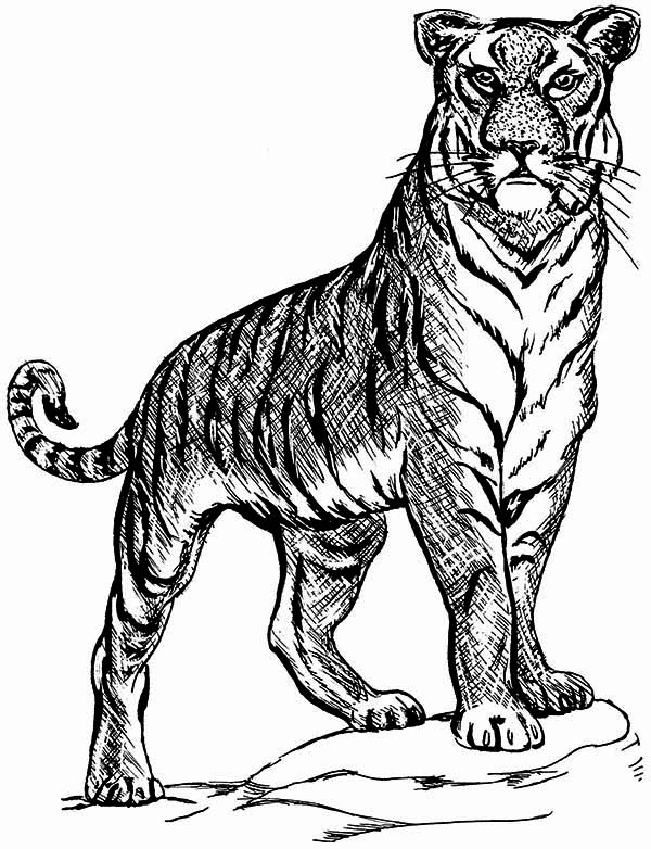 101 Tiger Coloring Pages for Kids Printable 94