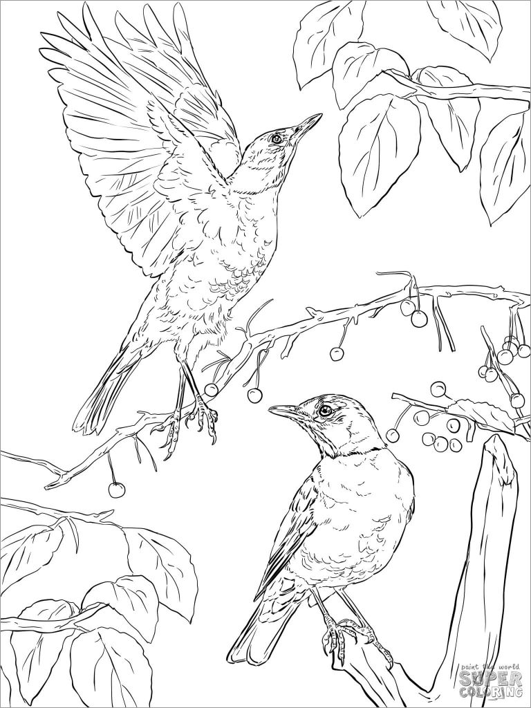 31 Charming Robin Coloring Pages Printable 33