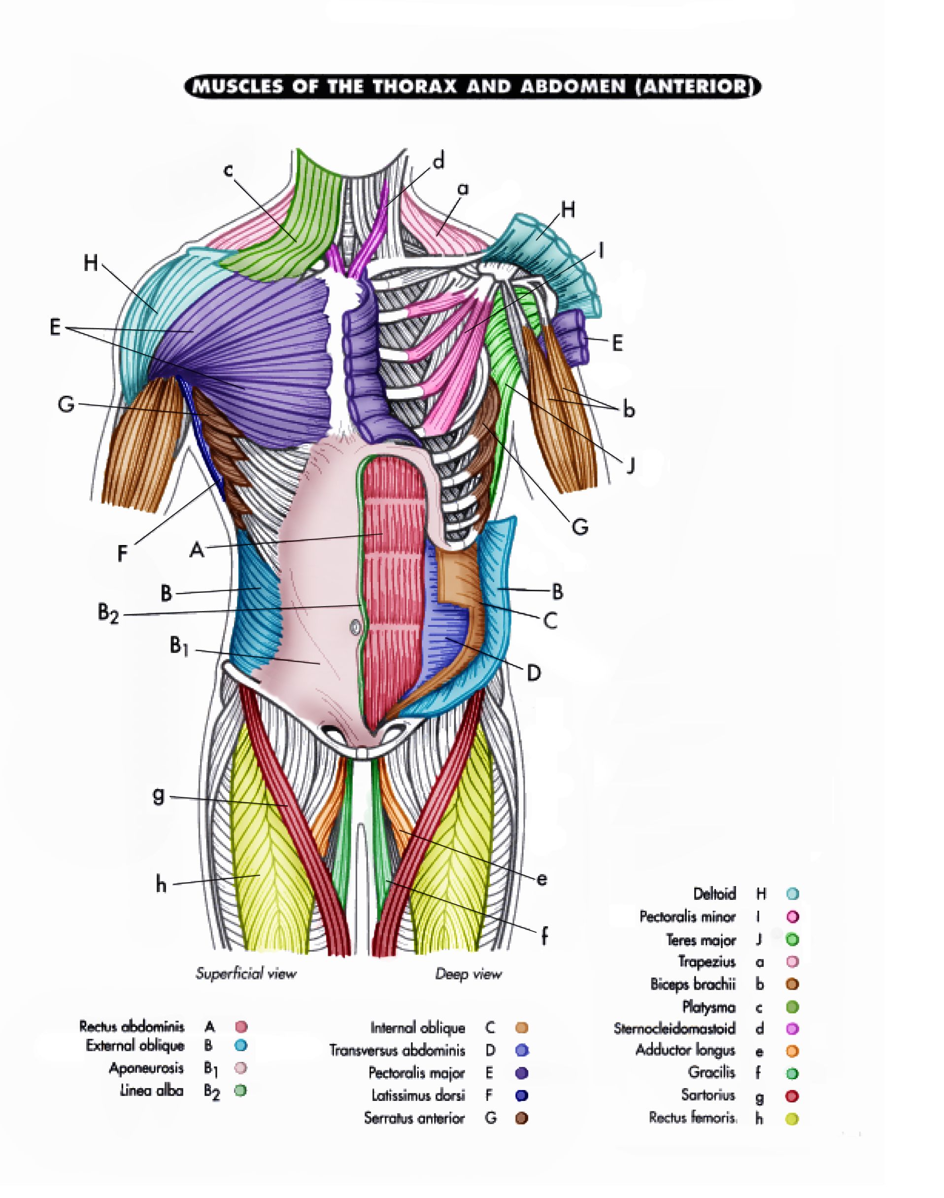 34 Chiseled Abs Coloring Pages Printable 15