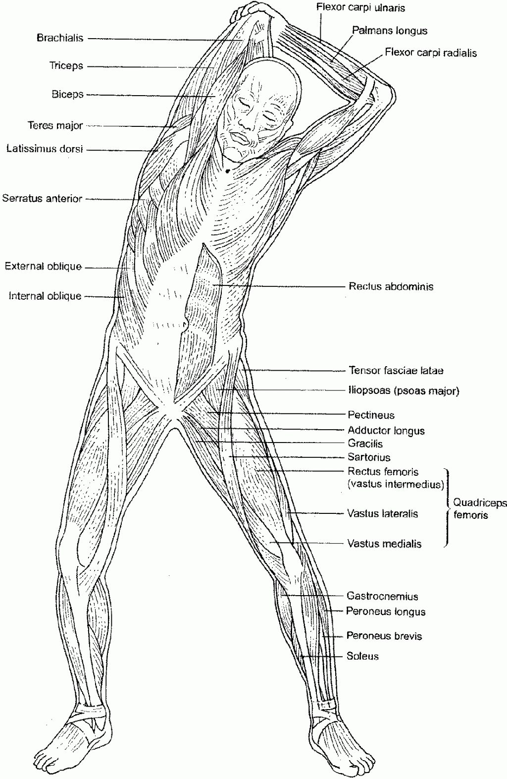 34 Chiseled Abs Coloring Pages Printable 3