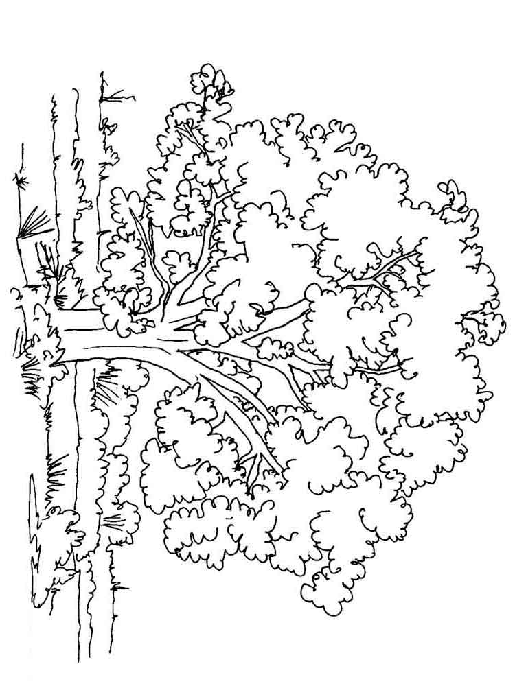 35 Graceful Tree Coloring Pages Printable 7