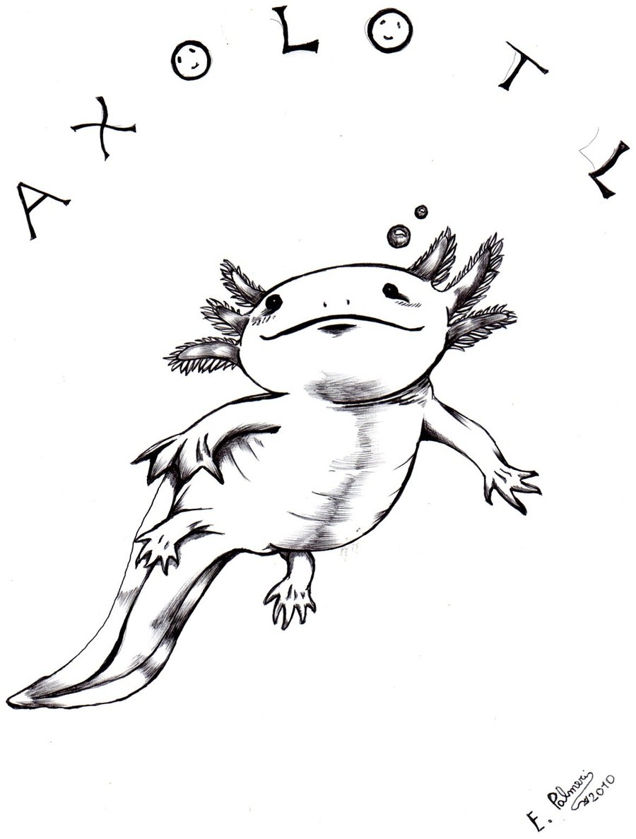 39 Cool Printable Axolotl Coloring Pages 16