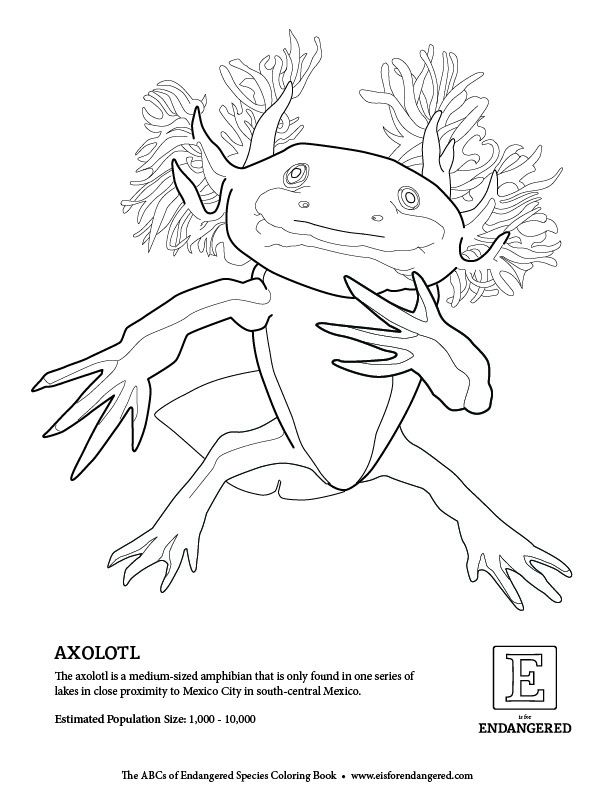 39 Cool Printable Axolotl Coloring Pages 29