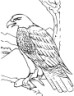 92 Free Bald Eagle Coloring Pages for Kids Printable 11