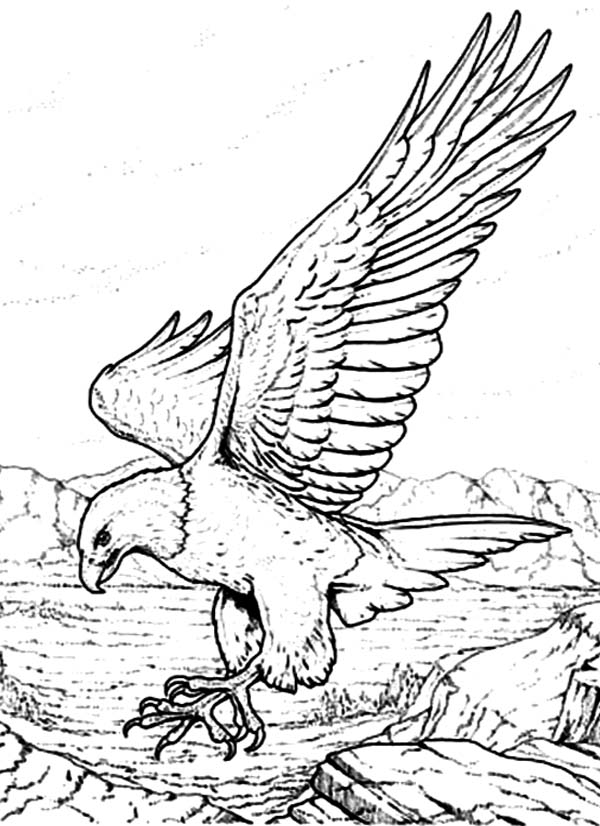 92 Free Bald Eagle Coloring Pages for Kids Printable 18