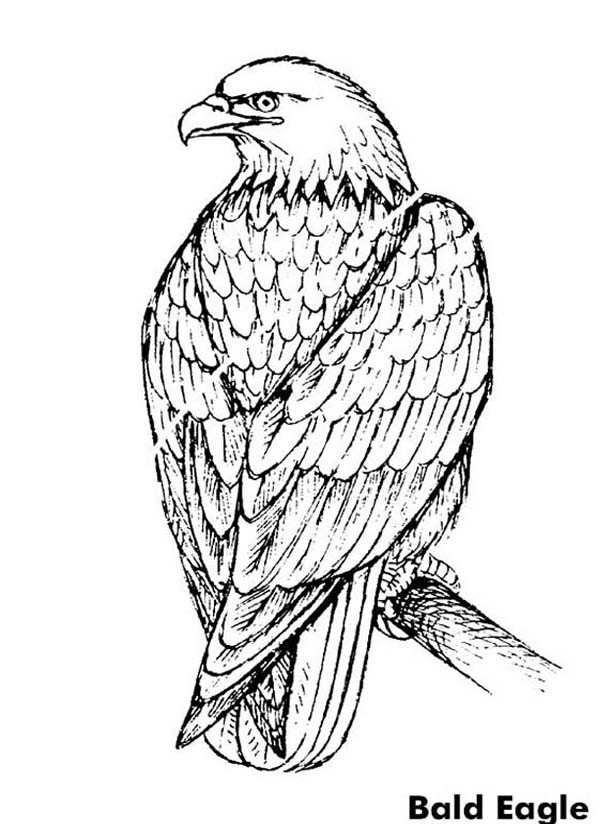 92 Free Bald Eagle Coloring Pages for Kids Printable 2