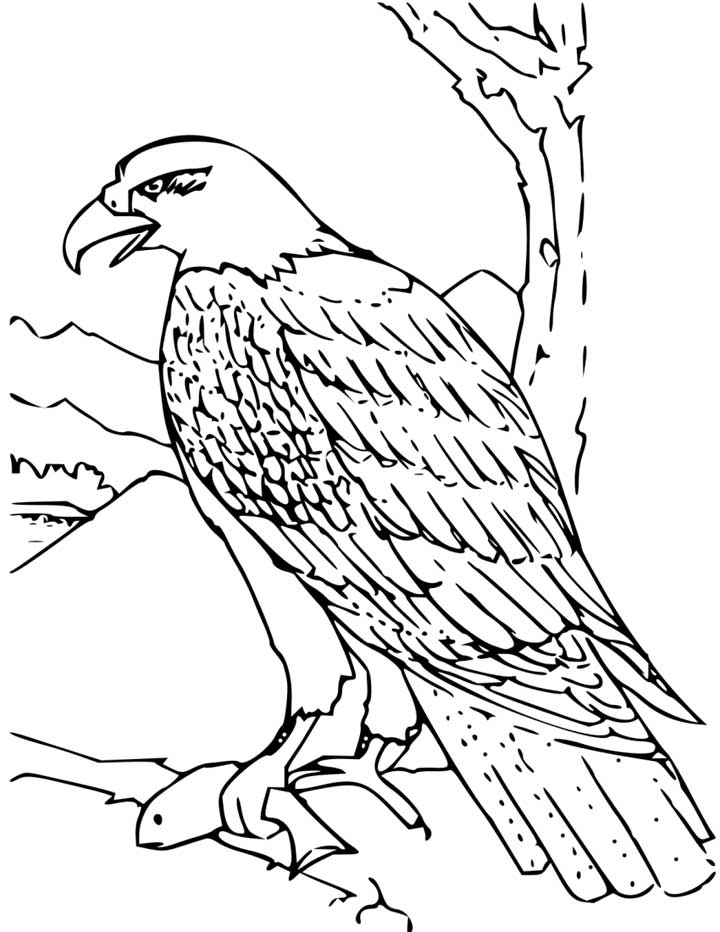 92 Free Bald Eagle Coloring Pages for Kids Printable 25