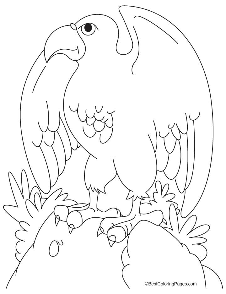 92 Free Bald Eagle Coloring Pages for Kids Printable 33