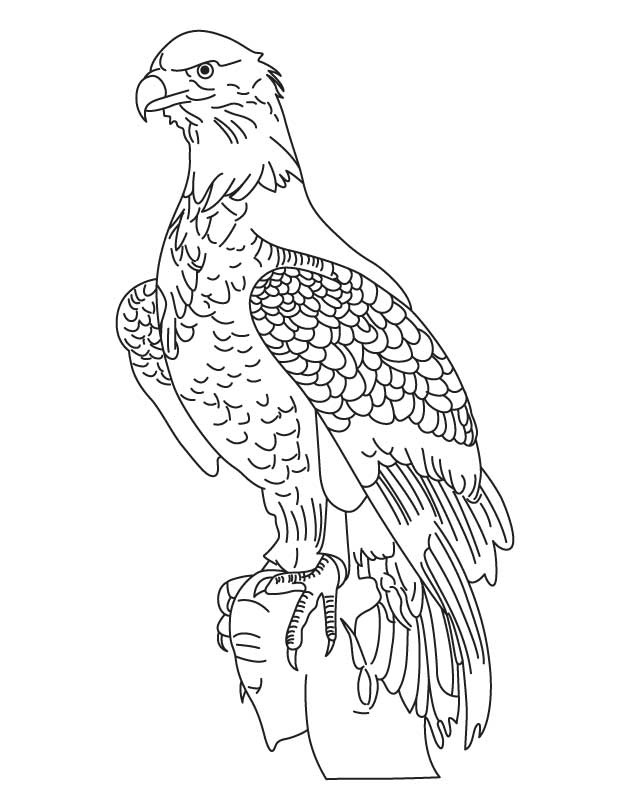 92 Free Bald Eagle Coloring Pages for Kids Printable 36