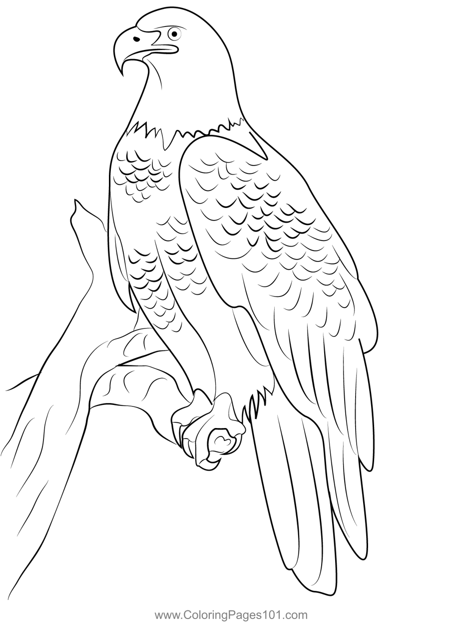 92 Free Bald Eagle Coloring Pages for Kids Printable 4