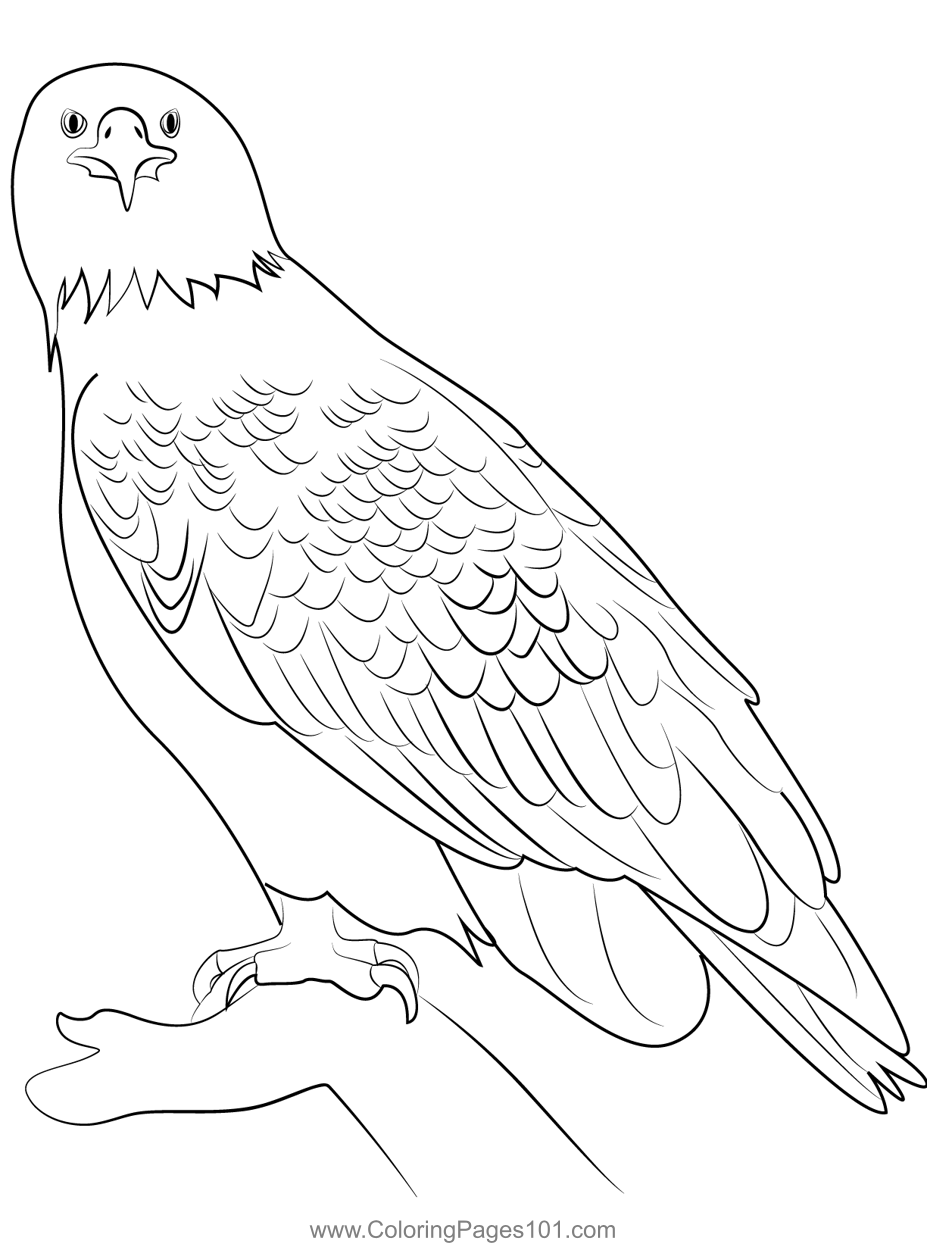 92 Free Bald Eagle Coloring Pages for Kids Printable 42