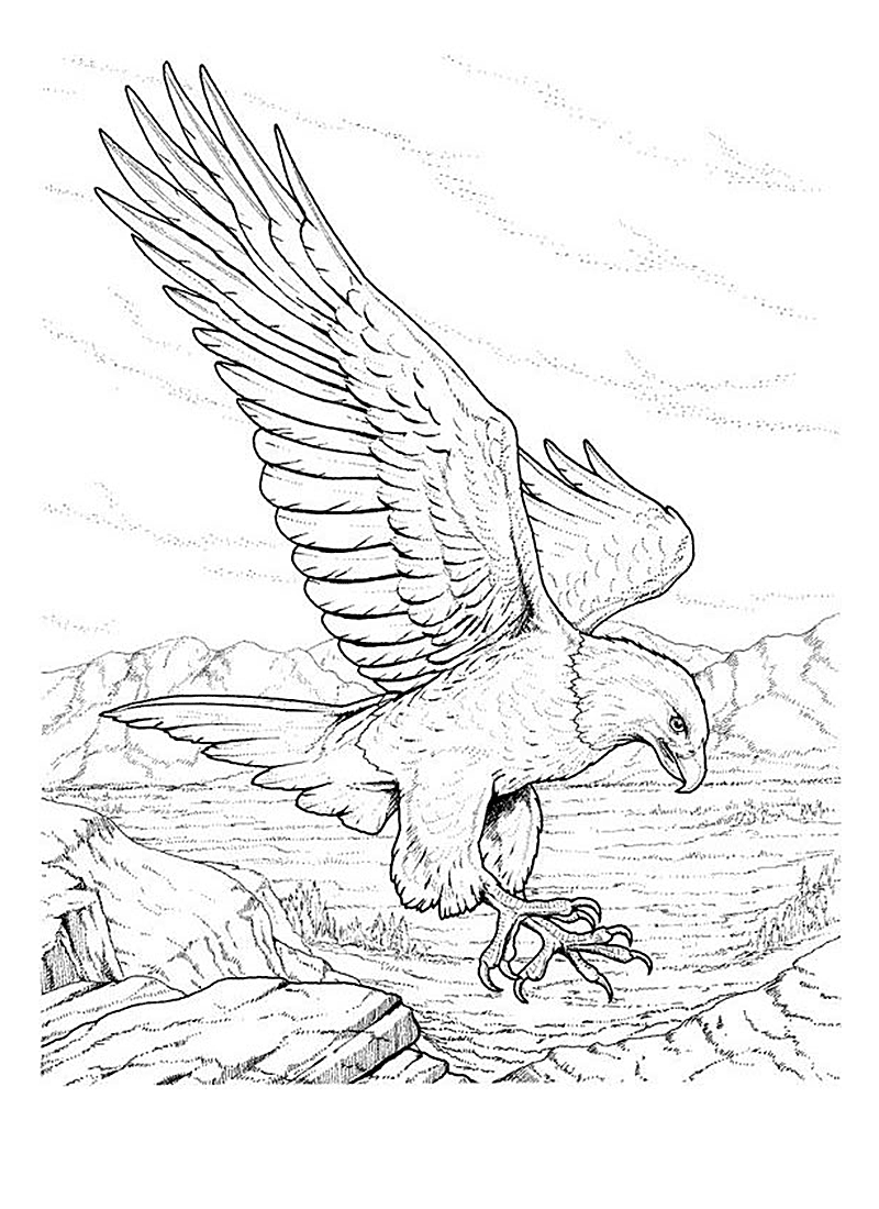 92 Free Bald Eagle Coloring Pages for Kids Printable 44