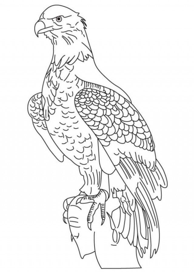 92 Free Bald Eagle Coloring Pages for Kids Printable 45