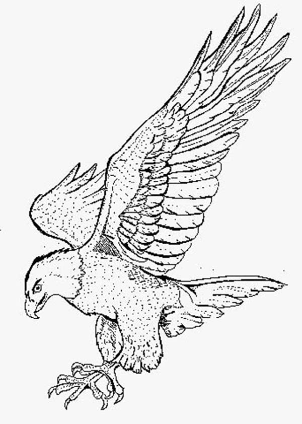 92 Free Bald Eagle Coloring Pages for Kids Printable 49