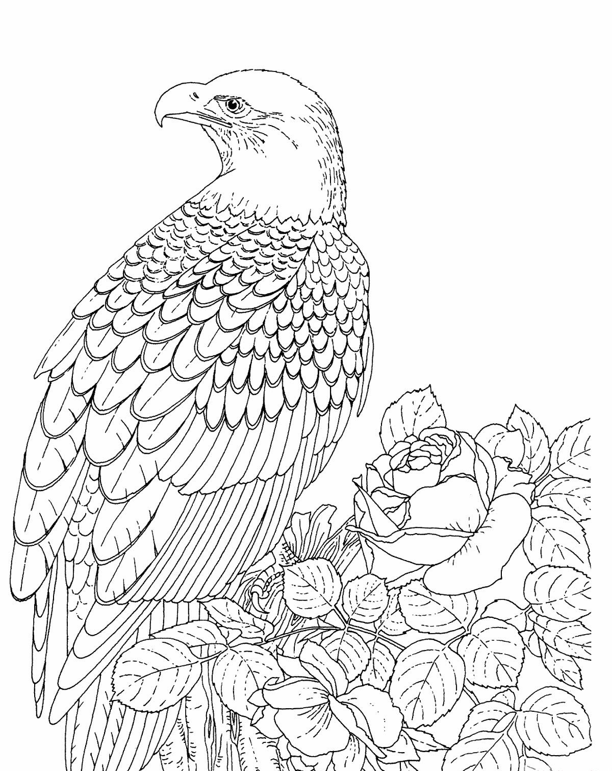 92 Free Bald Eagle Coloring Pages for Kids Printable 53