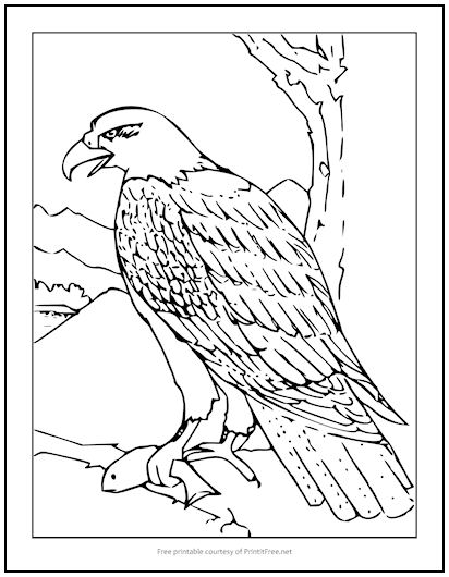 92 Free Bald Eagle Coloring Pages for Kids Printable 59