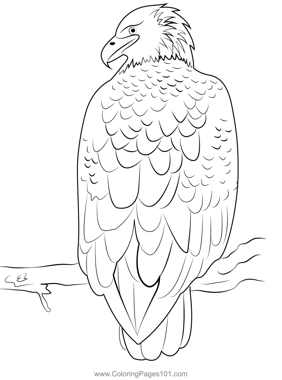 92 Free Bald Eagle Coloring Pages for Kids Printable 65