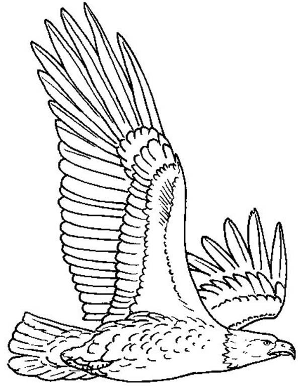 92 Free Bald Eagle Coloring Pages for Kids Printable 7