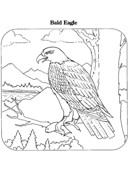 92 Free Bald Eagle Coloring Pages for Kids Printable 72