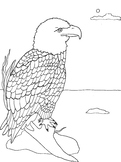 92 Free Bald Eagle Coloring Pages for Kids Printable 73