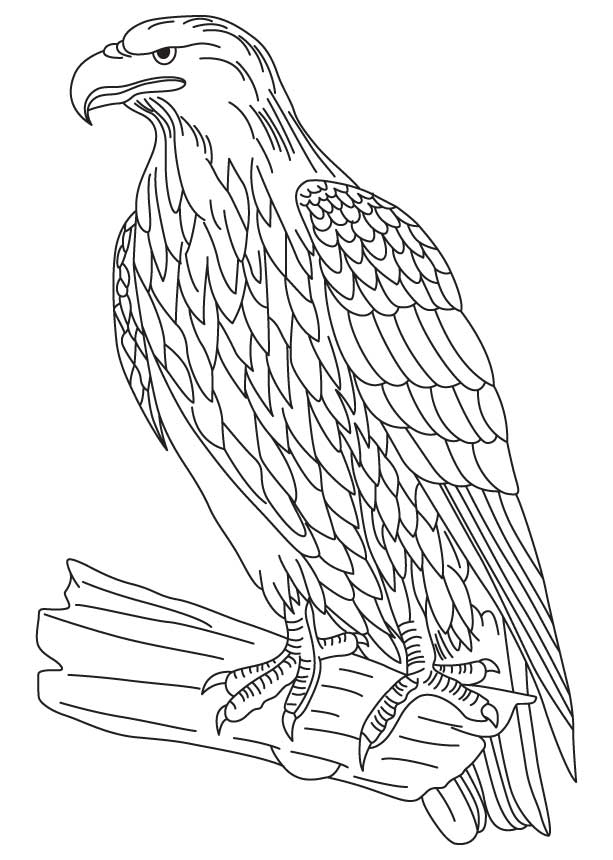 92 Free Bald Eagle Coloring Pages for Kids Printable 82