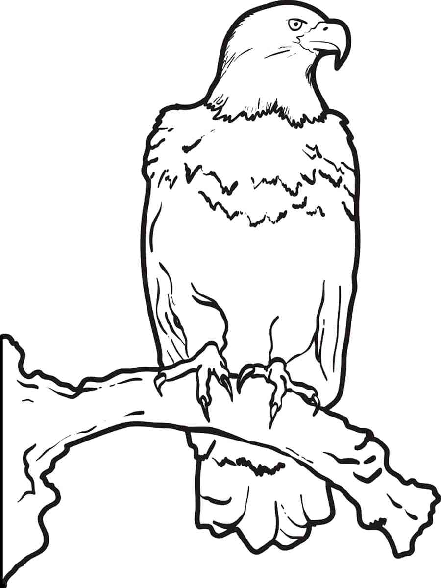 92 Free Bald Eagle Coloring Pages for Kids Printable 84