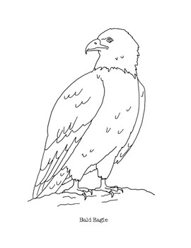 92 Free Bald Eagle Coloring Pages for Kids Printable 89