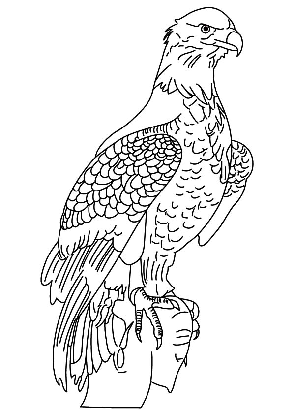 92 Free Bald Eagle Coloring Pages for Kids Printable 90