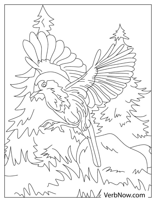 Charming Robin Coloring Pages Printable 31