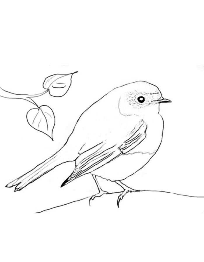 Charming Robin Coloring Pages Printable 33